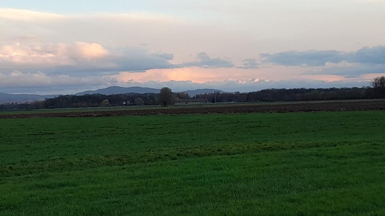 Badischer Neubau-Ruhe-Kunst-Natur Rheinau Esterno foto